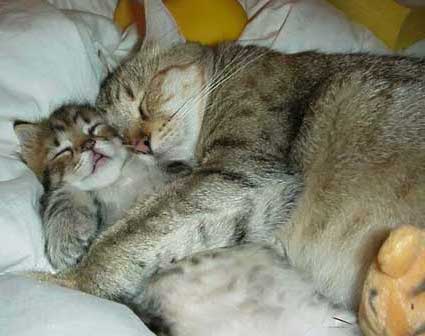 my cat - my two cats