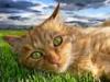 cat - cat