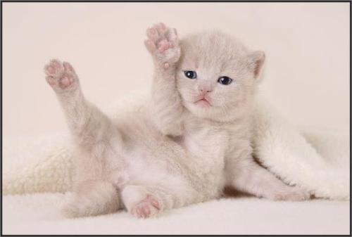 cute kitten - Be like the kitten, you will be happy.....