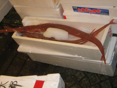 Fish market Tokyo - Do you know what fish it is?