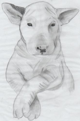 Bull Terrier - My art work!