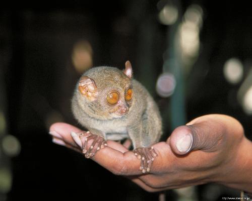 Philippine Tarsier - Tarsier