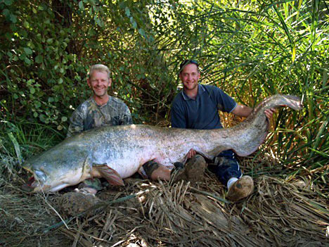 Fish to eat with rice - A really big catfish