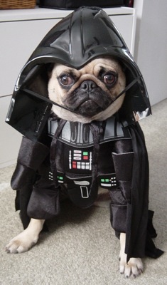 Dog Vader - a doggie dressed as Darth Vader