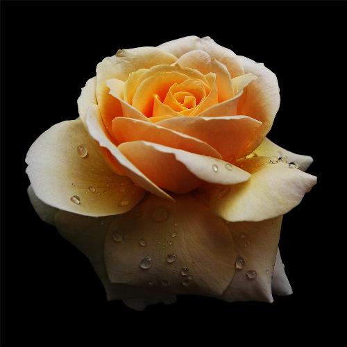 ROSE - SYMBOL OF LOVE