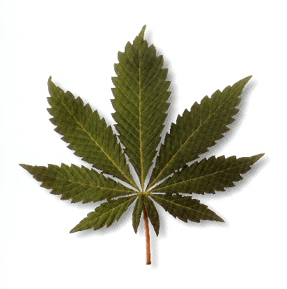 marijuana - marijuana