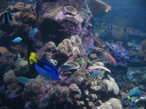 tropical beauty -  tropical beauty, sea creatures