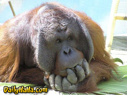 monkey pondering -  monkey pondering
