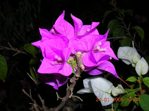 bunga kertas (Bougainvillea) - suitable as desktop wallpaper