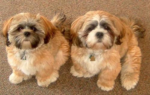 Very Cute Puppies... - puppies can make your life more fun and interested! it makes you easier to think and solve triky problems because it gives you a open minded person.... thats all