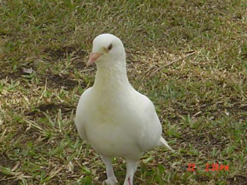 white dove - it is nice to see birds outside on the cage! It hurts me when I saw birds inside the cage because it seems that they are slave...