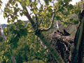 Birds of Prey #1 - Dramatic and awe-inspiring.
