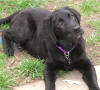 black labrador - she's not a good mother at all.