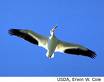 The white Pelican  - Known for its clumsiness