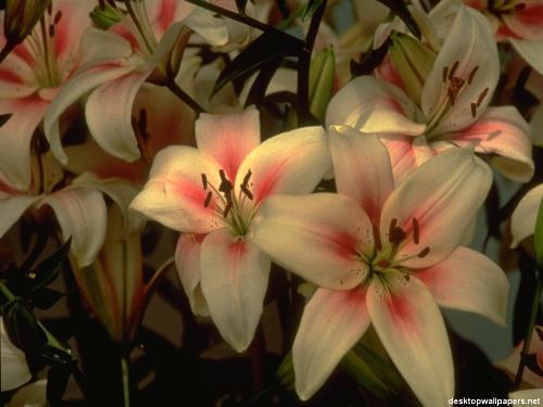Flowers - Flowers wallpaper