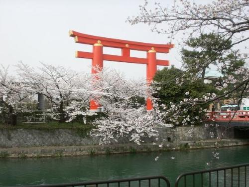 Sakura in Kyoto - A beautiful Sakura in Kyoto....