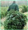 bringing home the tree - finding the best tree is fun