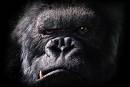 king kong - king kong