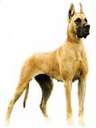 great dane - dog