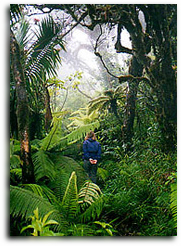 EL YUNQUE, PUERTO RICO RAIN FOREST - MAGICAL PLACE FROM PUERTO RICO