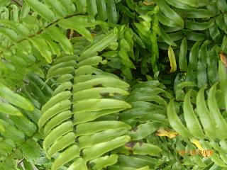 GREENS - HELECHO,