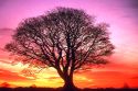TREE - NYC