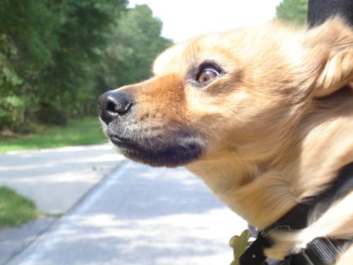 dog riding in the jeep - Here is a funny picture of my dog riding with his head out of the jeep.