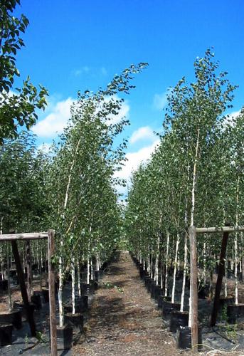 tree farm - trees