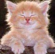 A cool kitty - Nice kitty