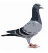 Pigeon - Bird pigeon