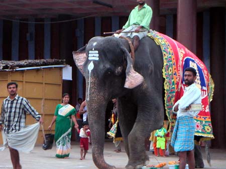 Indian elephant - Indian elephant