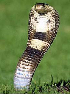 Cobra  - Cobra
