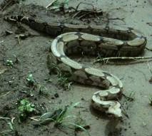 snakes - snakes