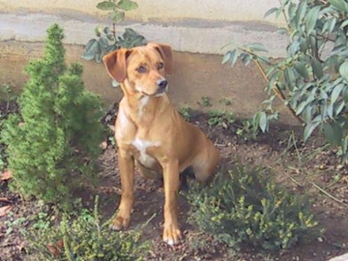 My Dog! - She is my dog,called Akira..Do you like her??