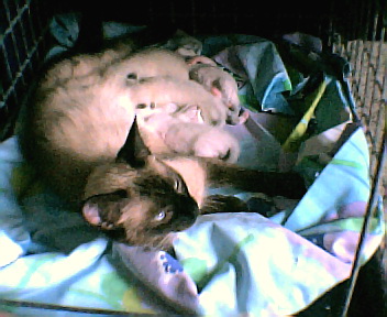 My Kitties - My siamese kitties :)