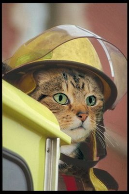 Fireman Cat - A fireman cat ... look how brave he seems