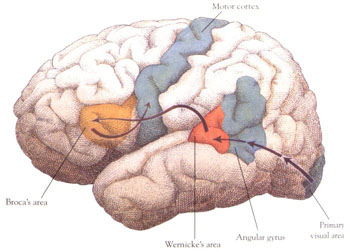Brain - The organ which mental patients are attacked.