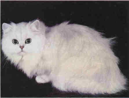 cat persian - cat persian