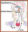 thyroid - thyroid