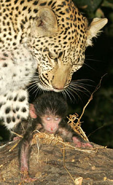 Leopard and Baboon - Rewriting the law of the jungle: a leopard cares for a baboon

whole story:

http://www.dailymail.co.uk/pages/live/articles/news/news.html?in_article_id=422784&in_page_id=1770
