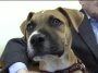 Lucky - Amy and John hope to take him home and name him Lucky.

One tip has already come into Animal Control.

If it&#039;s true, the puppy&#039;s name is Lucky and the owner was trying to get rid of him because her new apartment didn&#039;t allow pets. 