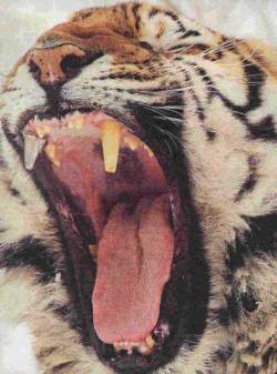 Grrrrrr! I'm a Tiger! - tiger