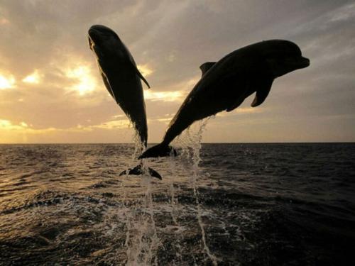 dolphin - big hand big mouth