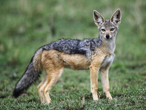 Adult Black-Backed Jackal, Masai Mara, Kenya - Adult Black-Backed Jackal, Masai Mara, Kenya