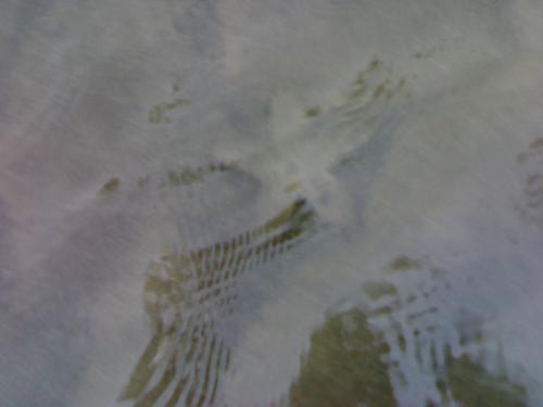 Star Fish:D - i went t0o sea view i saw this fish !!!next second i tuk out my cell phone nd snappped this pic:)