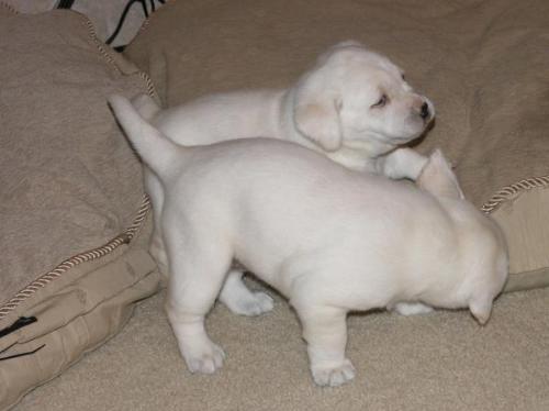 Cute Puppies - White little cute puppies biting with each other...