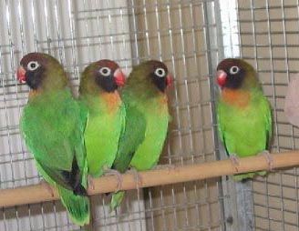 Agapornis Nigrigenis - Some beautiful Agapornis Nigrigenis