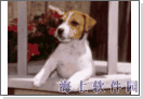 doglet - I like doglet!I have two doglet in my home
