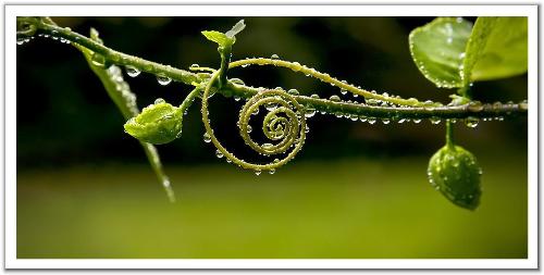 bud and dew - fasinating pictures of bud and dew,feels comfortable