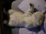 suzzzzzzz........ - hey isn&#039;t ths pic really cute!!!!!! but yeh sleeping without a pillow is advisable!!!!!!!!!!!!